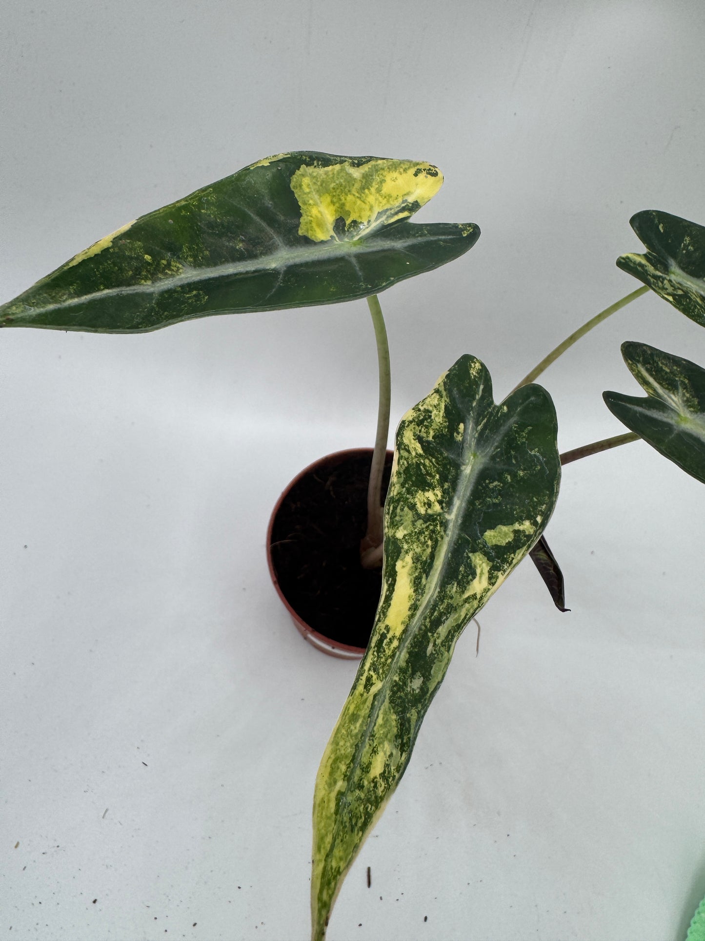 Alocasia bambino Aufea variegata