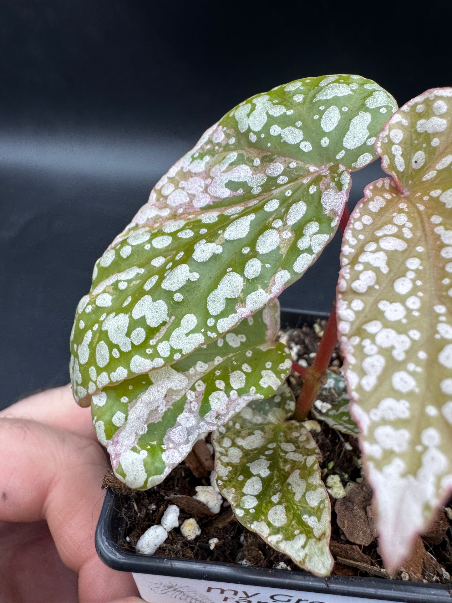 Begonia snow capped pink variegata