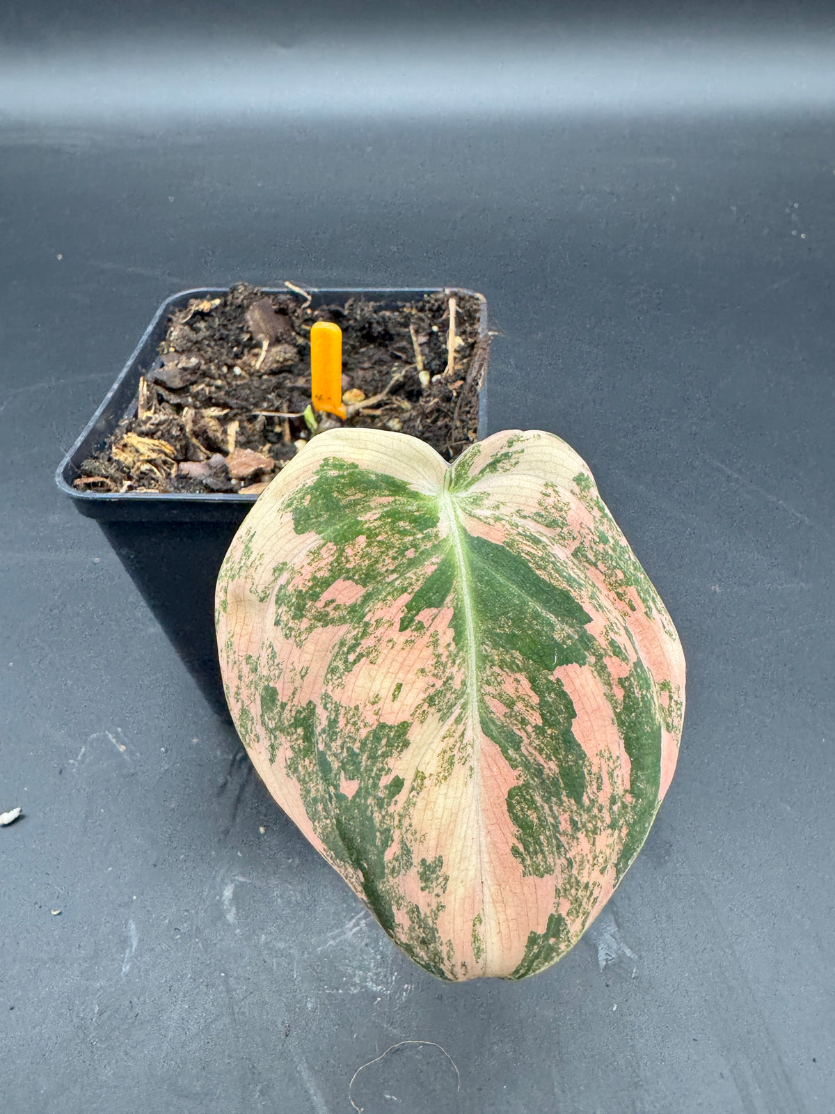 Philodendron melanochrysum orange/pink variegata