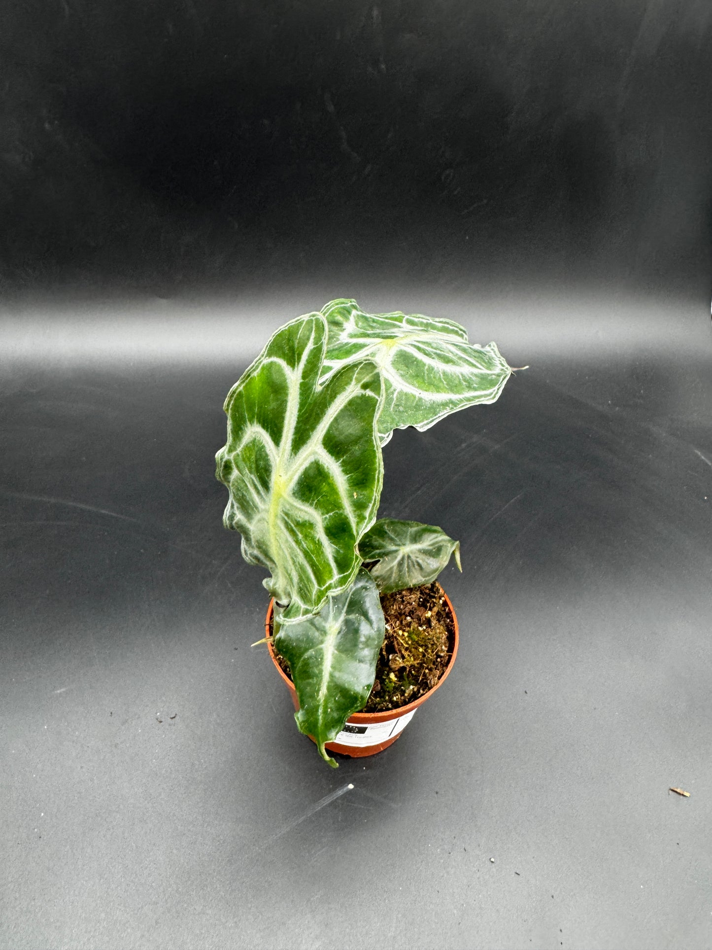 Alocasia Venom