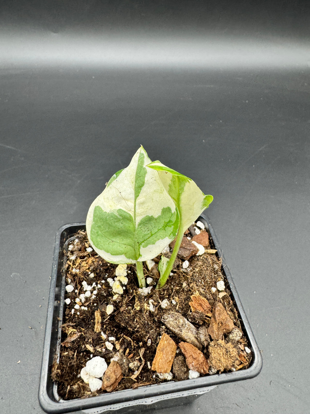 Philodendron Forrest of white