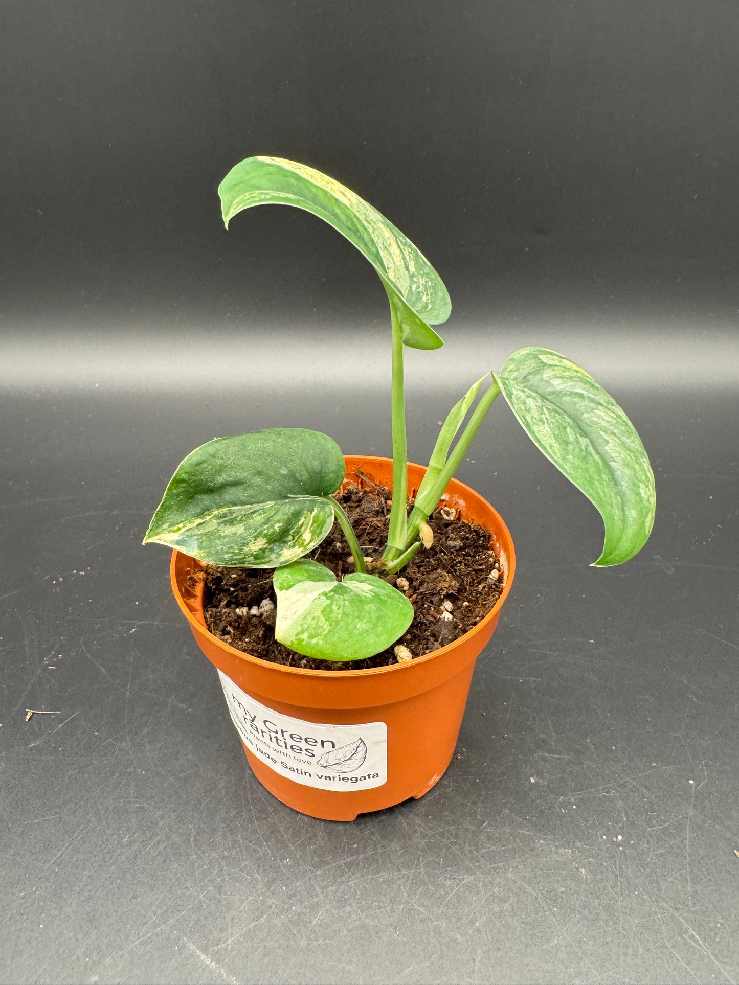 Scindapsus Jade Satin variegata