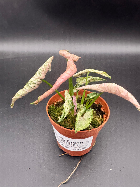 Syngonium pink rolli