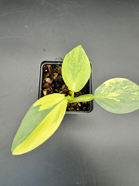 Philodendron Silver Sword variegata