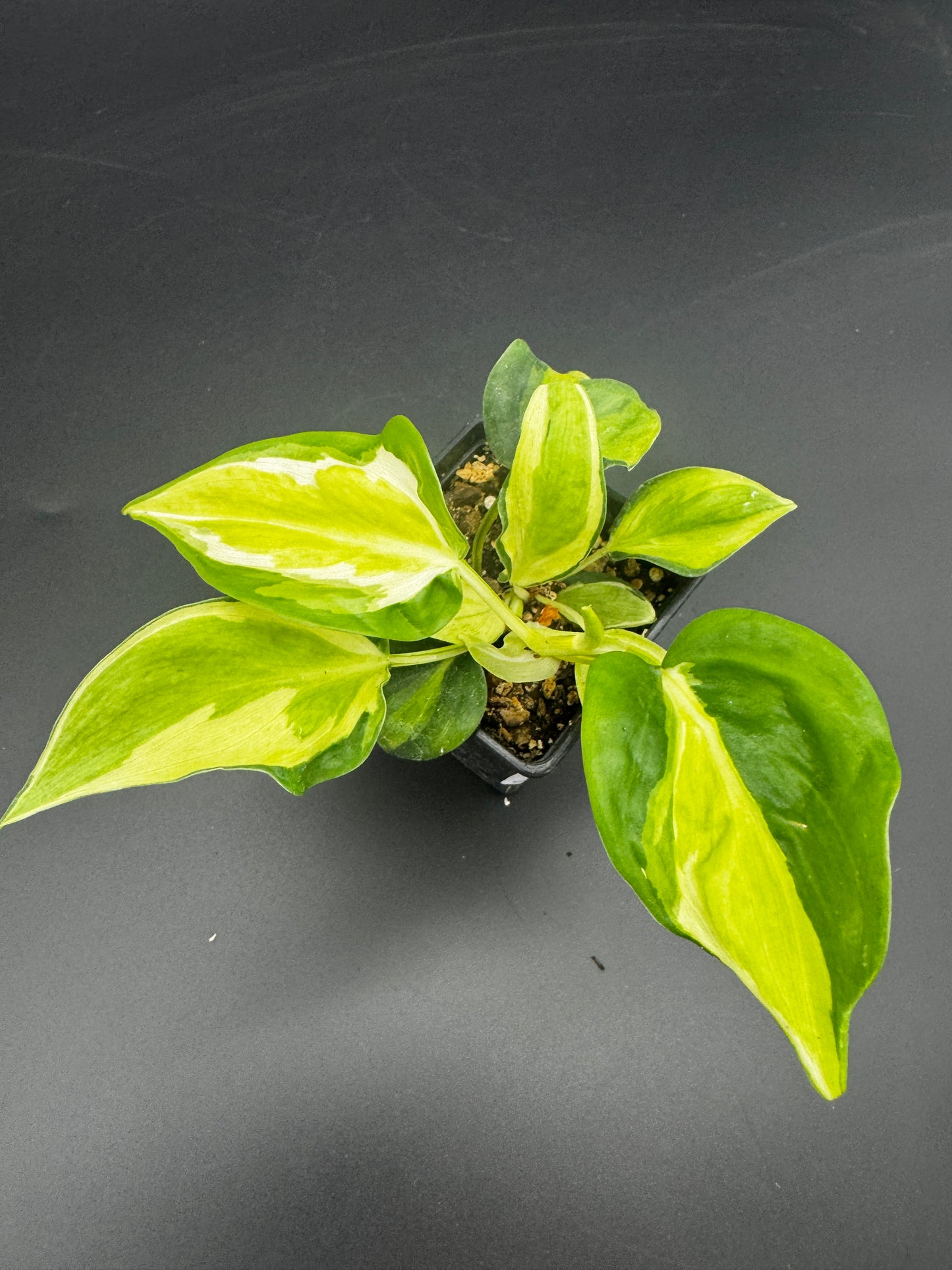 Philodendron cream Splash