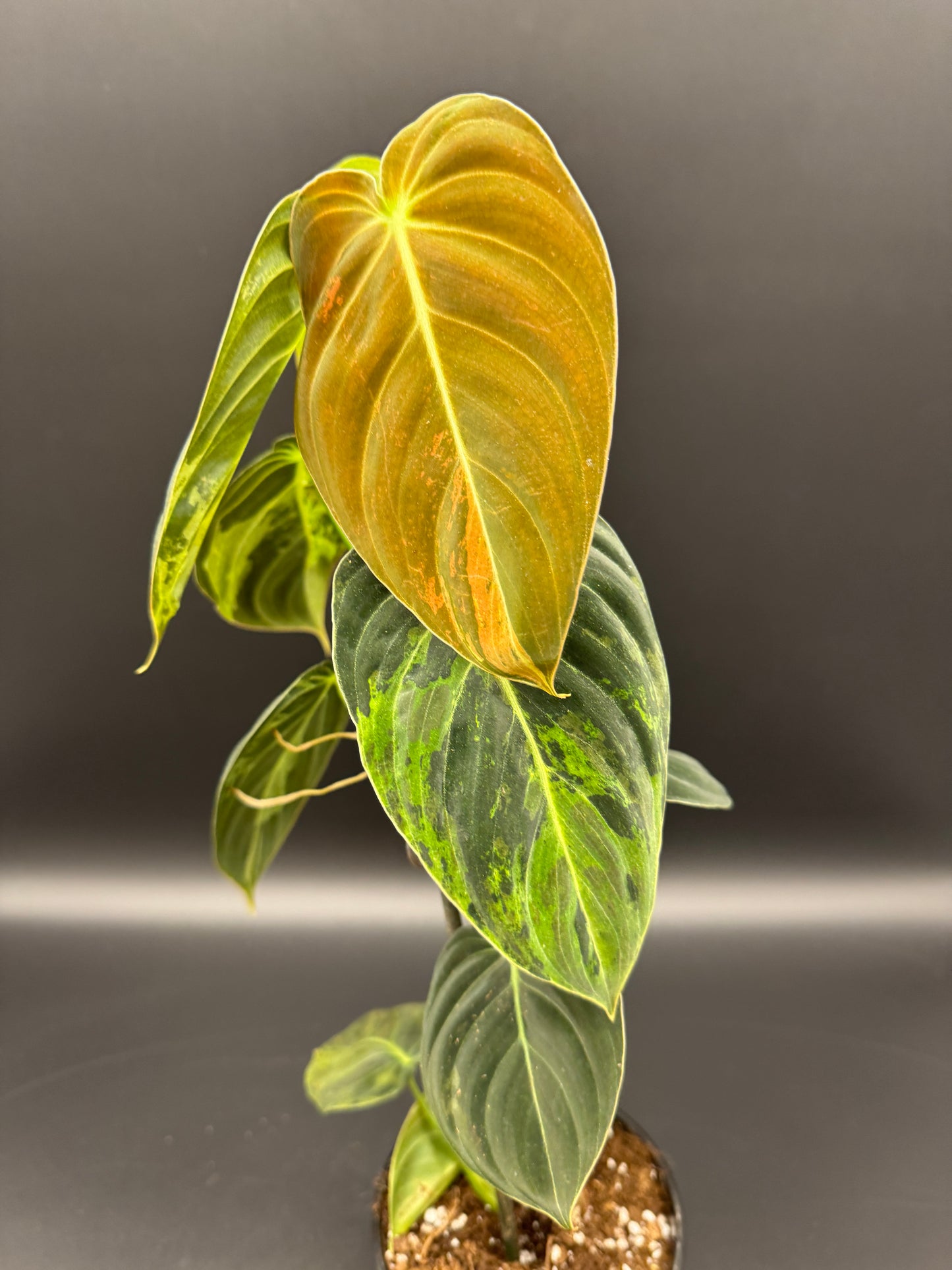 Philodendron melanochrysum variegata