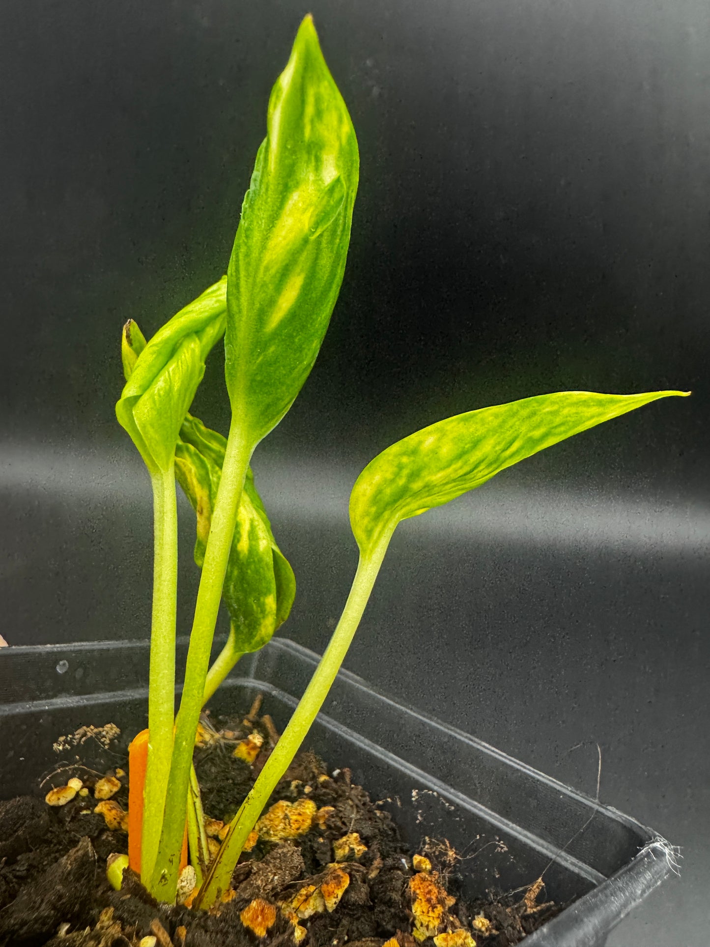 Epipremnum aureum shangri la variegata aka godzilla pothos II