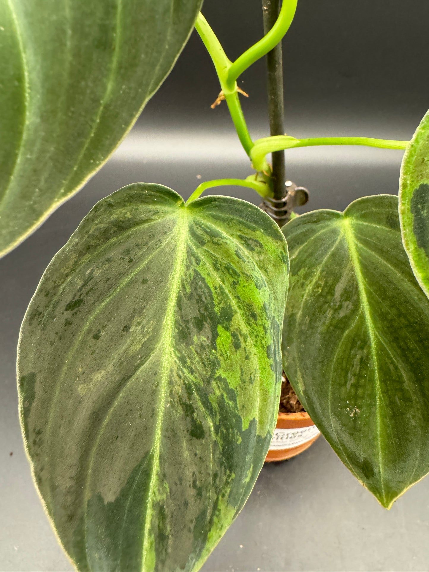 Philodendron melanochrysum variegata