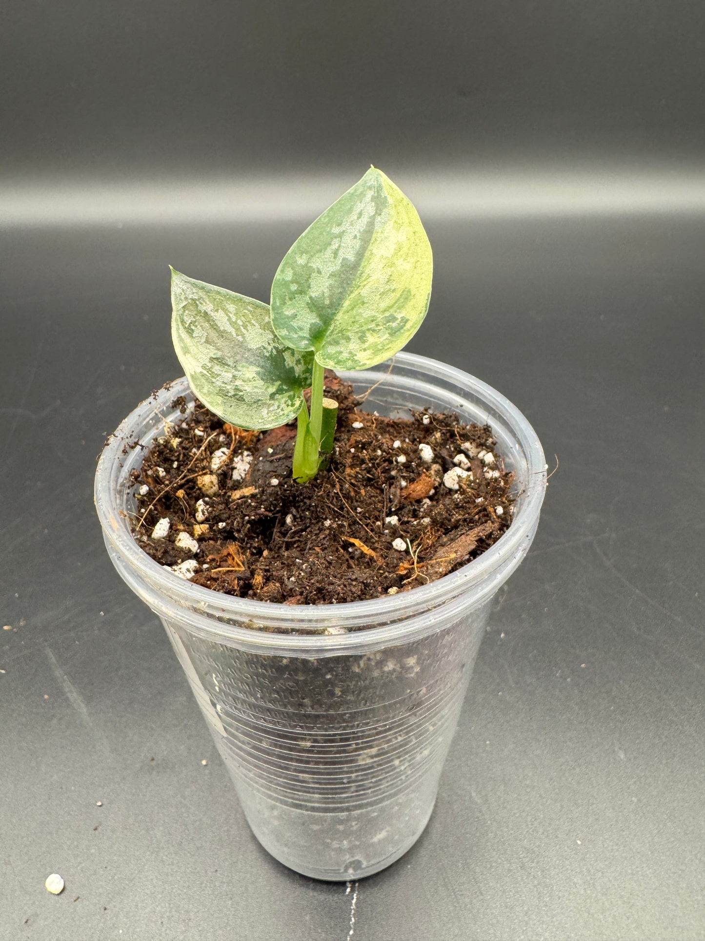 Scindapsus Mayari