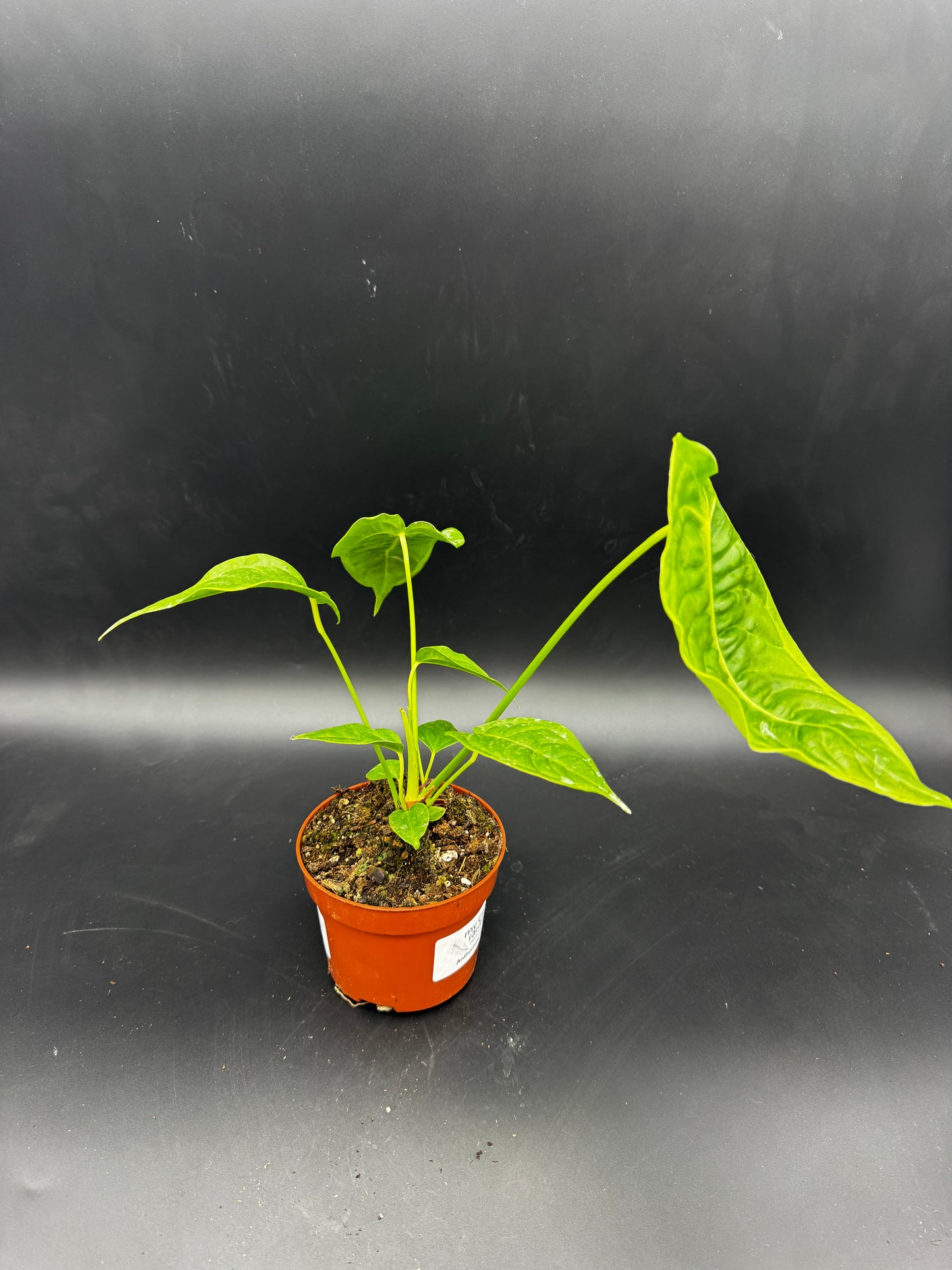 Anthurium veitchii