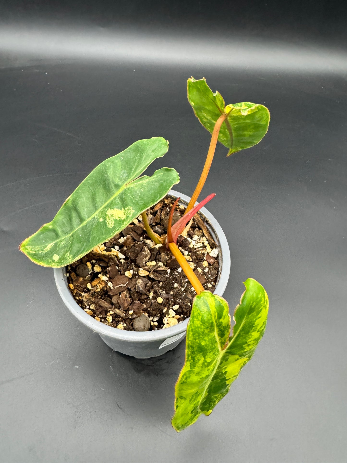 Philodendron Billietiae Variegata kein tc!!!