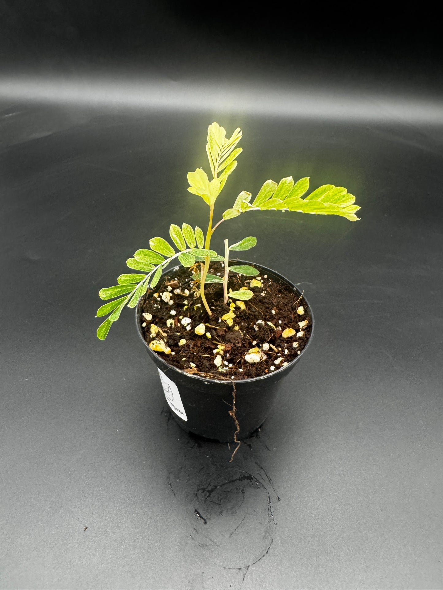 Phyllanthus Urinaria albo Variegata