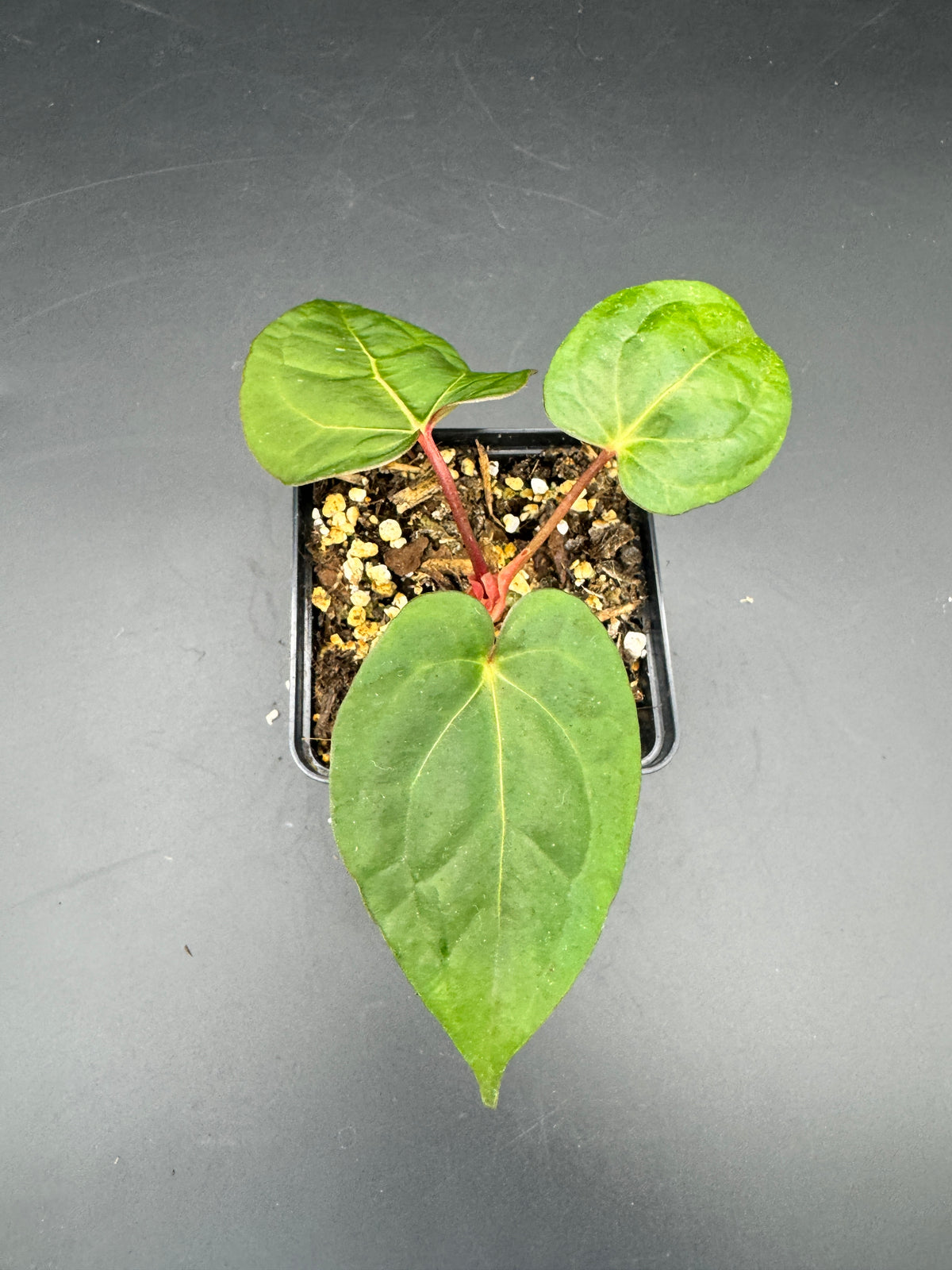 Anthurium Ace of spades df x gf x blue Papillilaminum