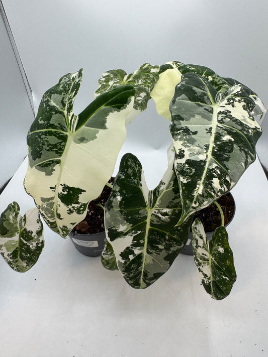 Alocasia Frydek variegata groß
