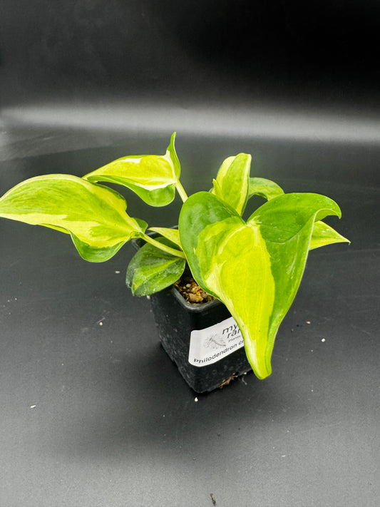 Philodendron cream Splash