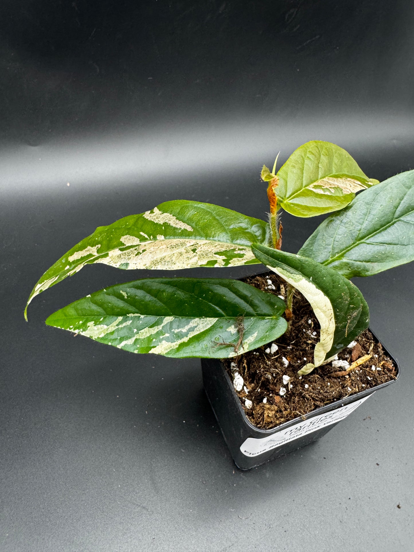 Ficus Sagittata Pink Variegata