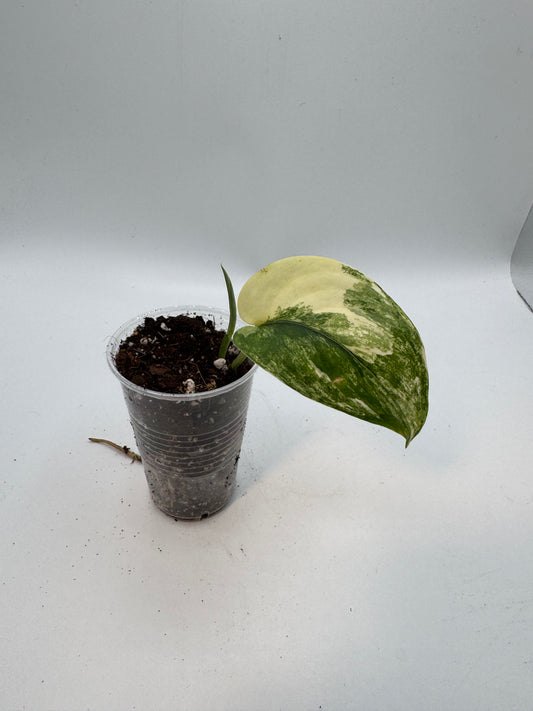 Scindapsus Jade Satin variegata