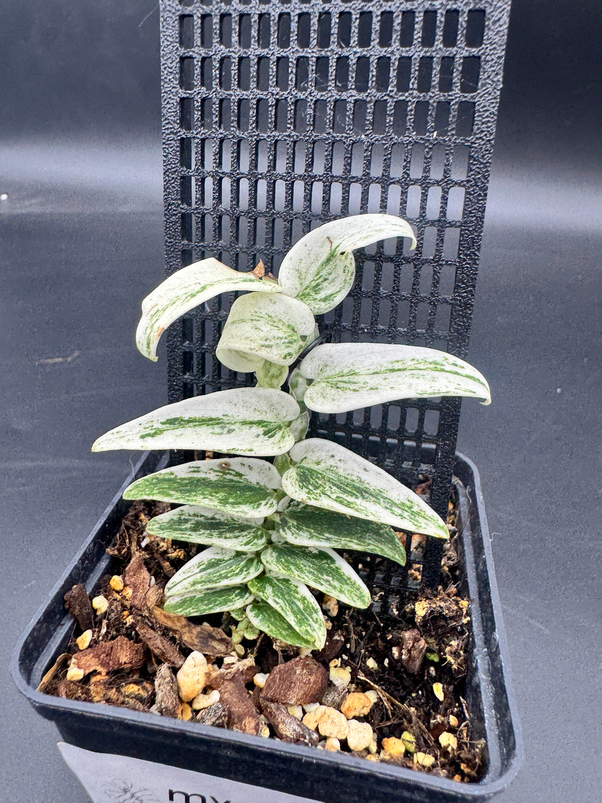 Rhaphidophora Tenuis Silver white Marble variegata
