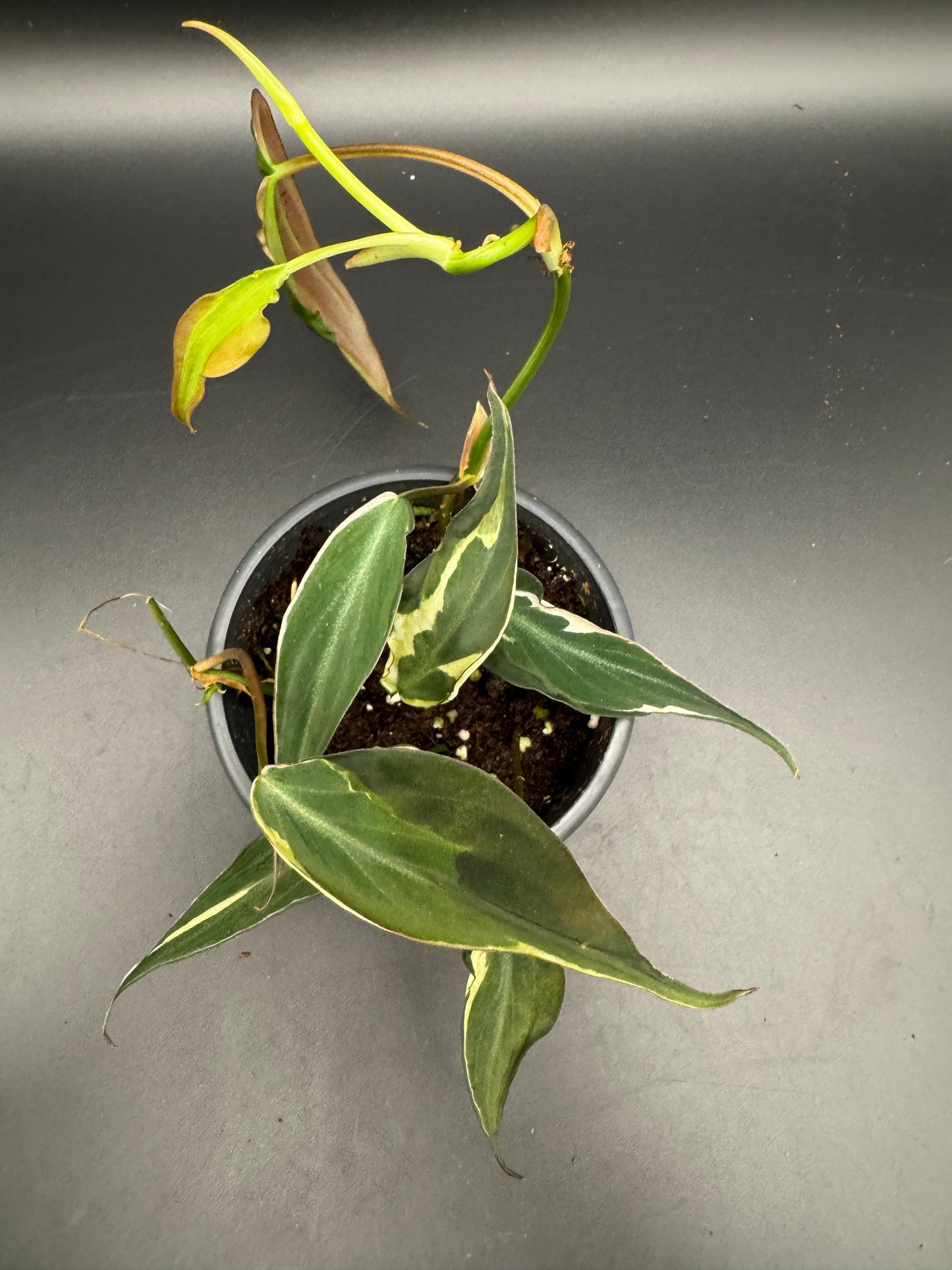 Philodendron micans velvet halo variegata