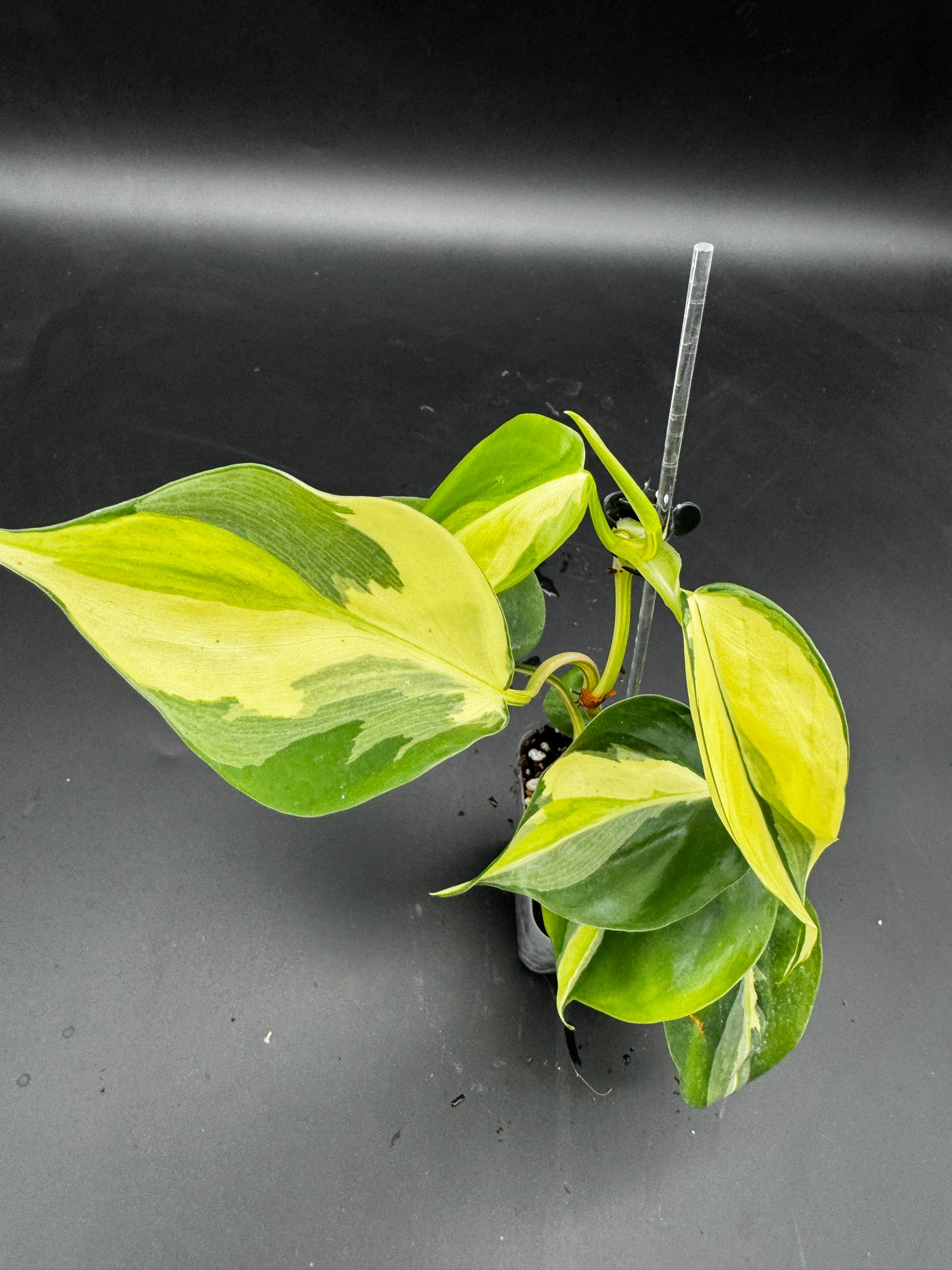 Philodendron hederaceum Rio