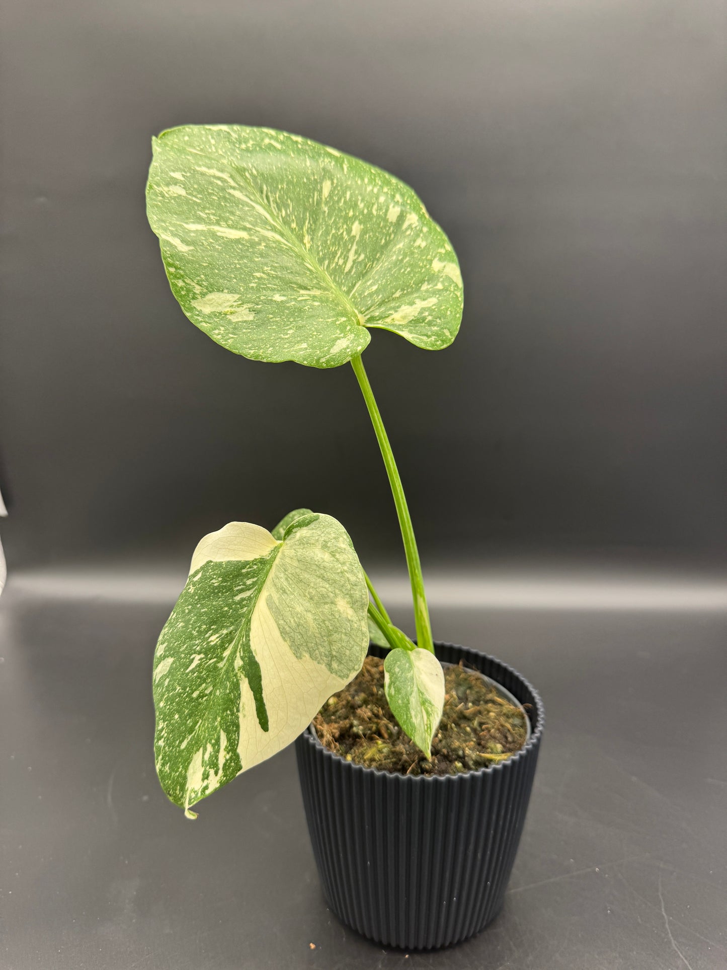 Monstera Thai constelation