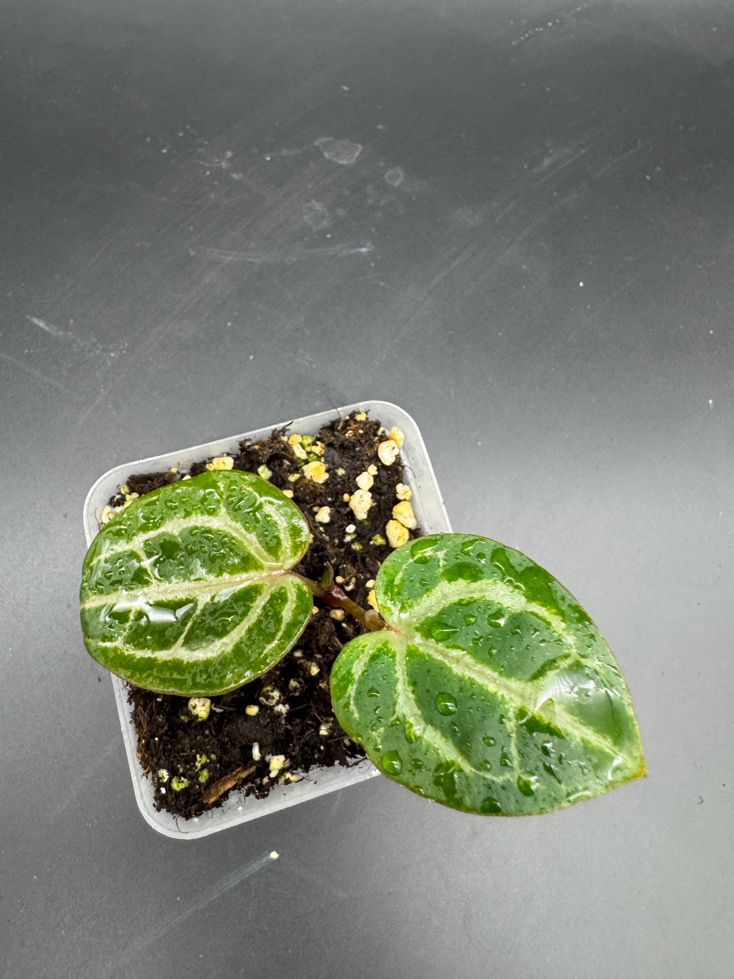 Anthurium Michelle x Michelle