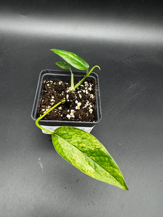 Epipremnum pinnatum mint variegata