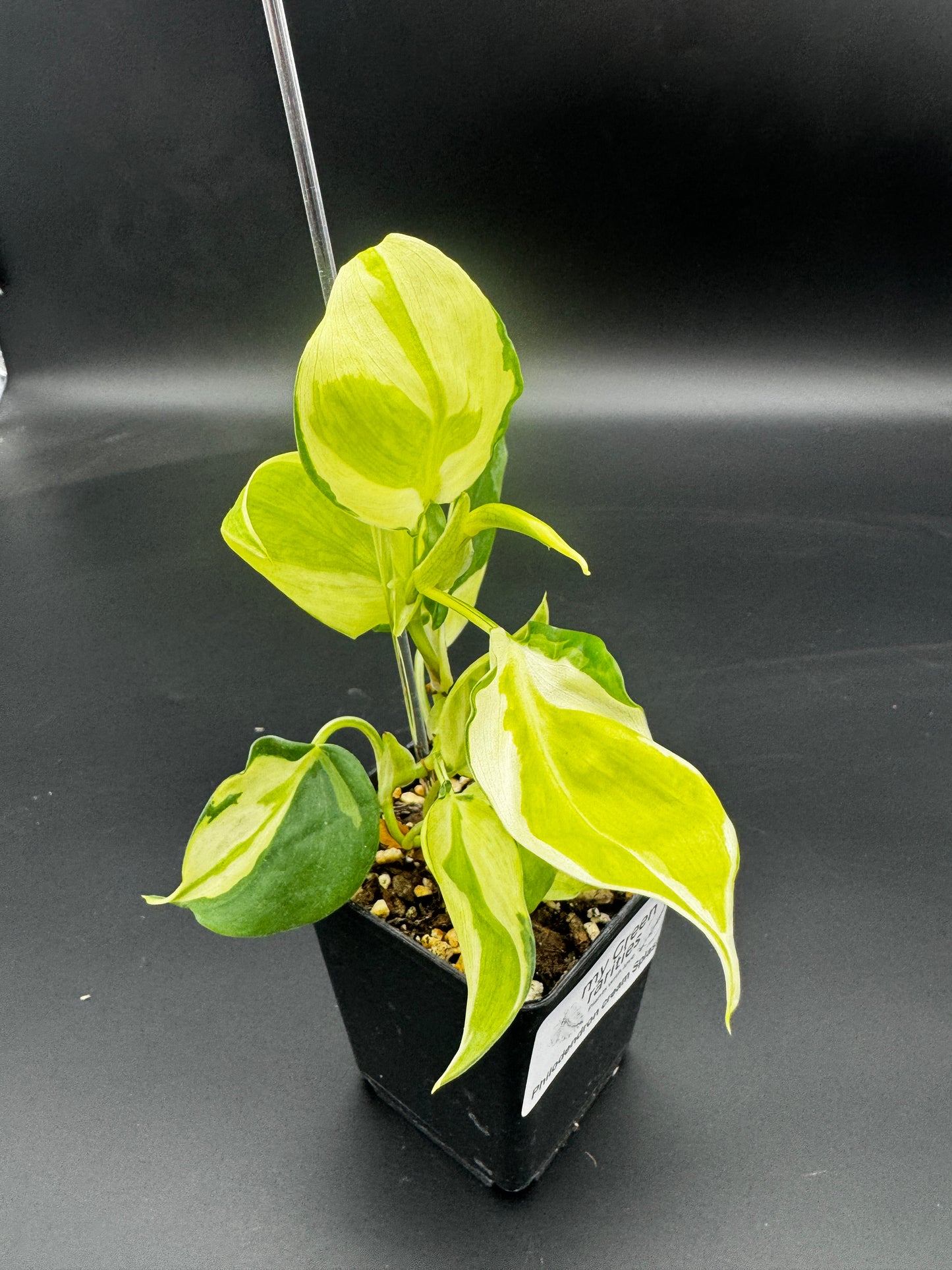 Philodendron cream splash