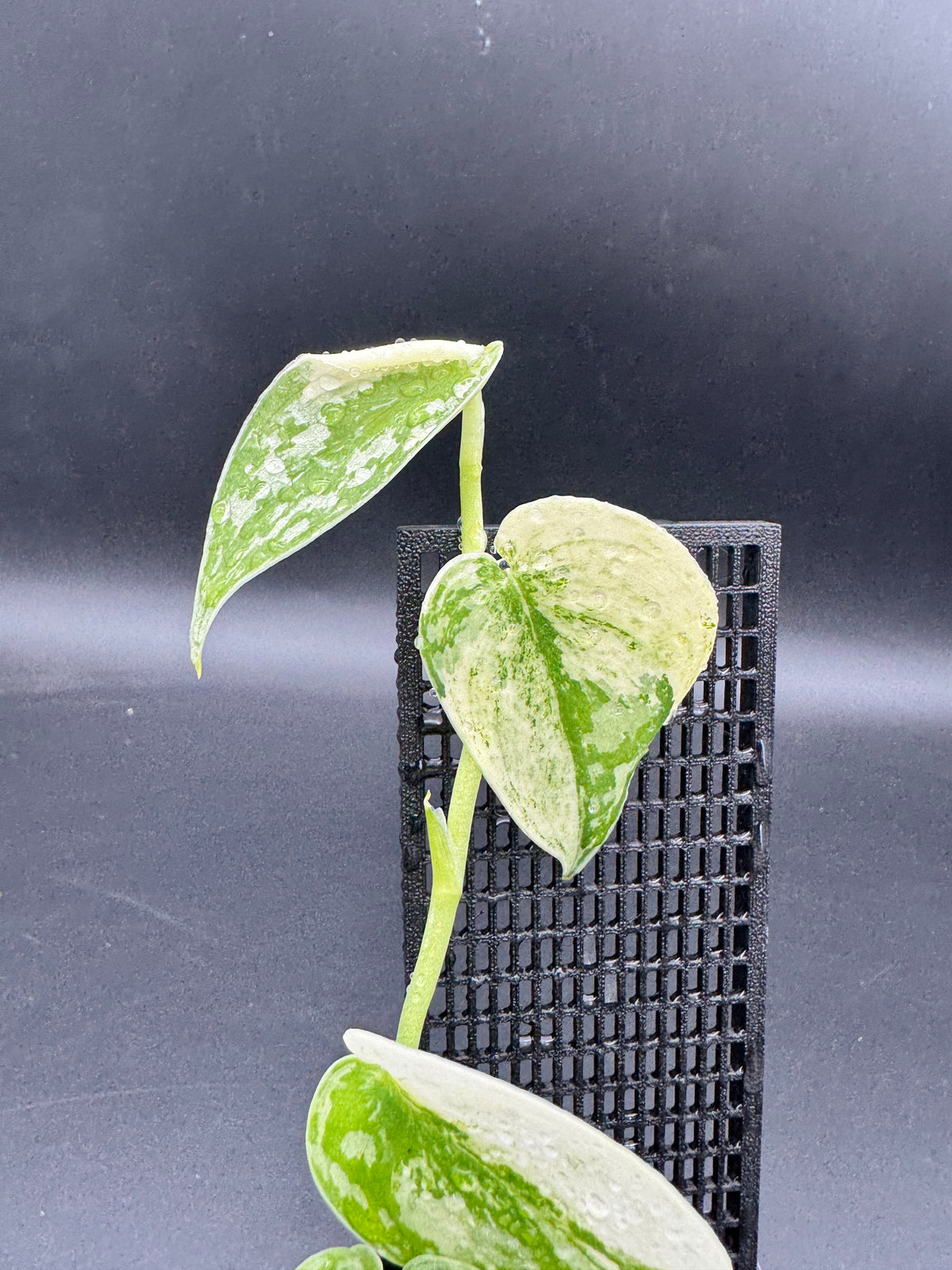 Scindapsus Mayari