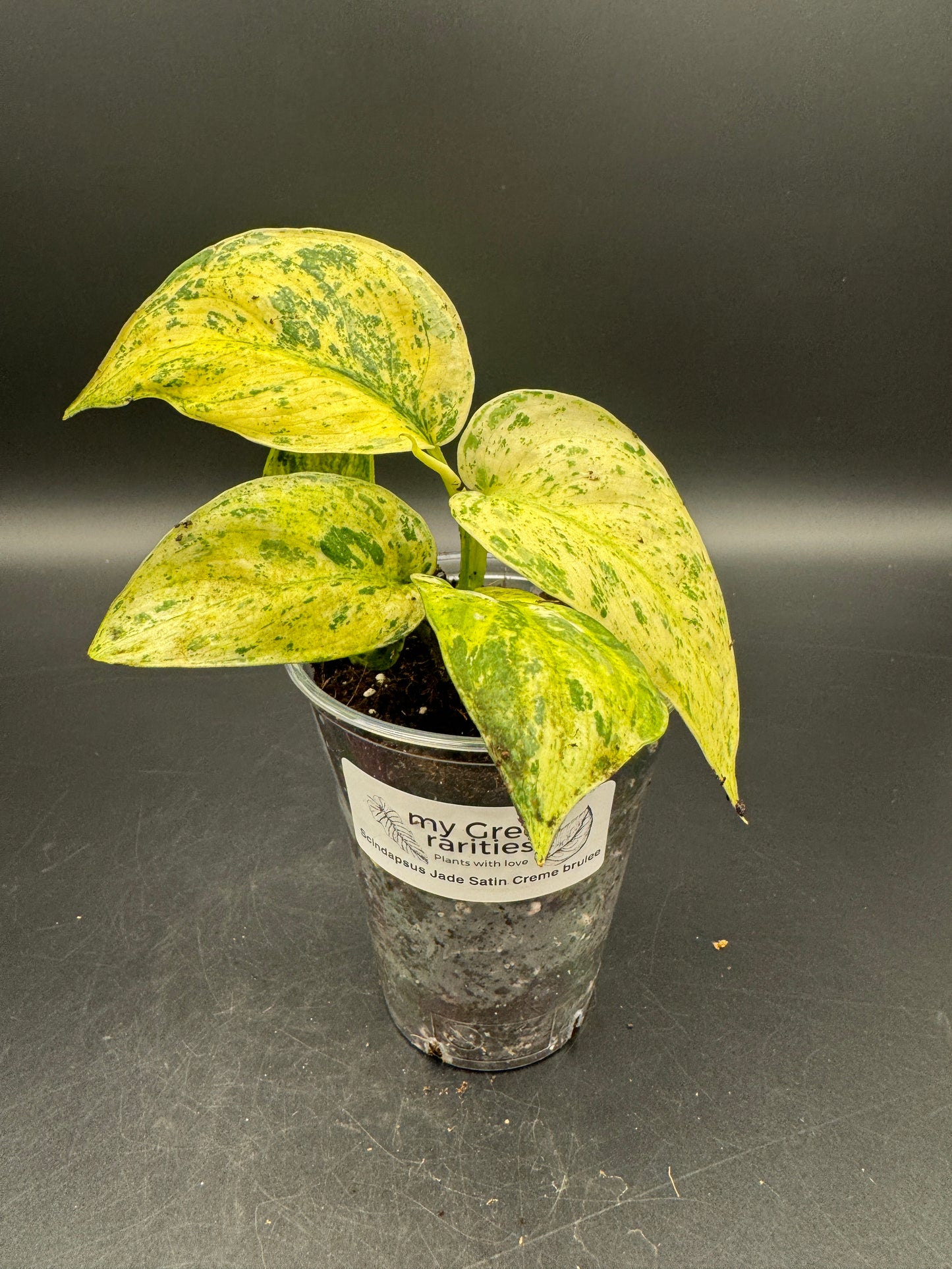 Scindapsus Jade Satin Creme brulee