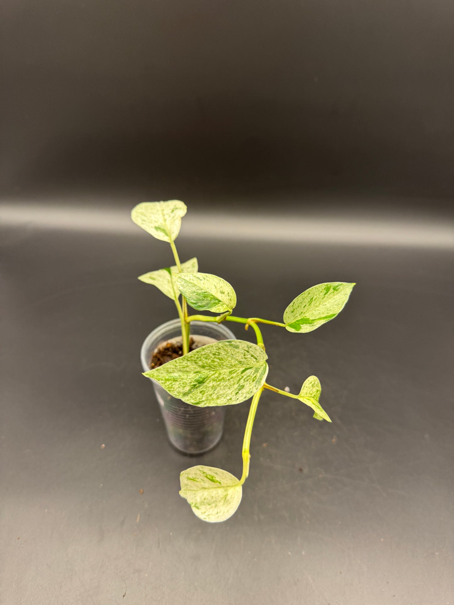 Epipremnum hanoman sp Bali