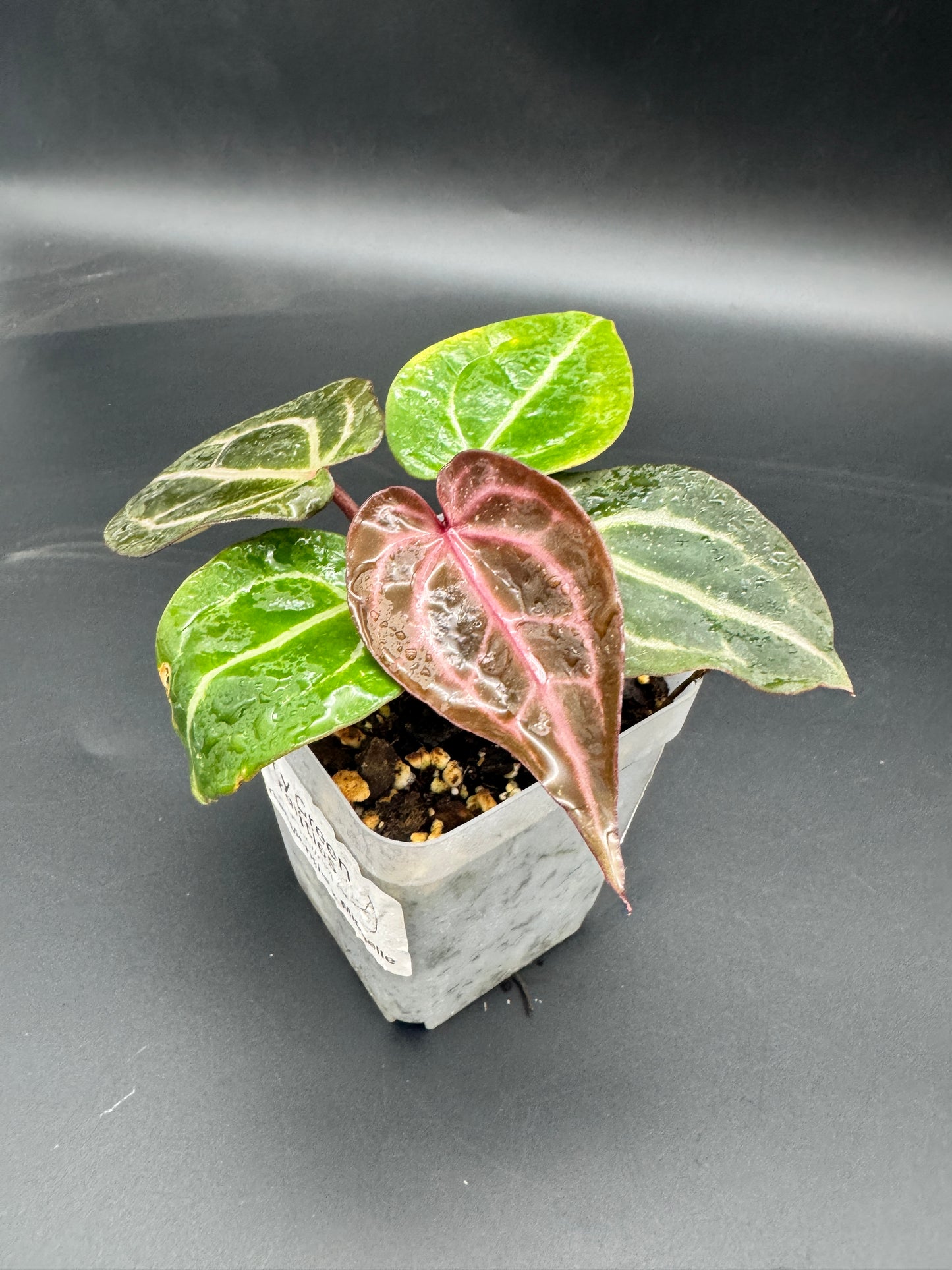 Anthurium Michelle x Michelle