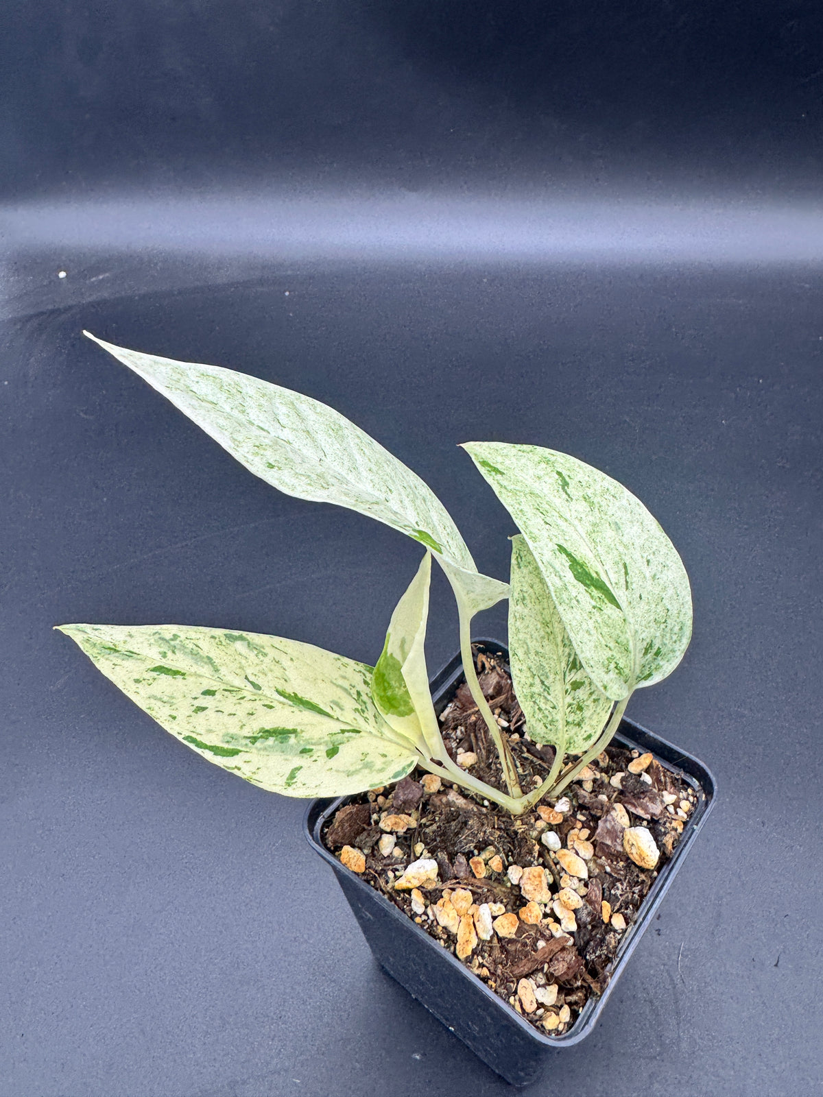Epipremnum pinnatum Cebu Blue Marble variegata