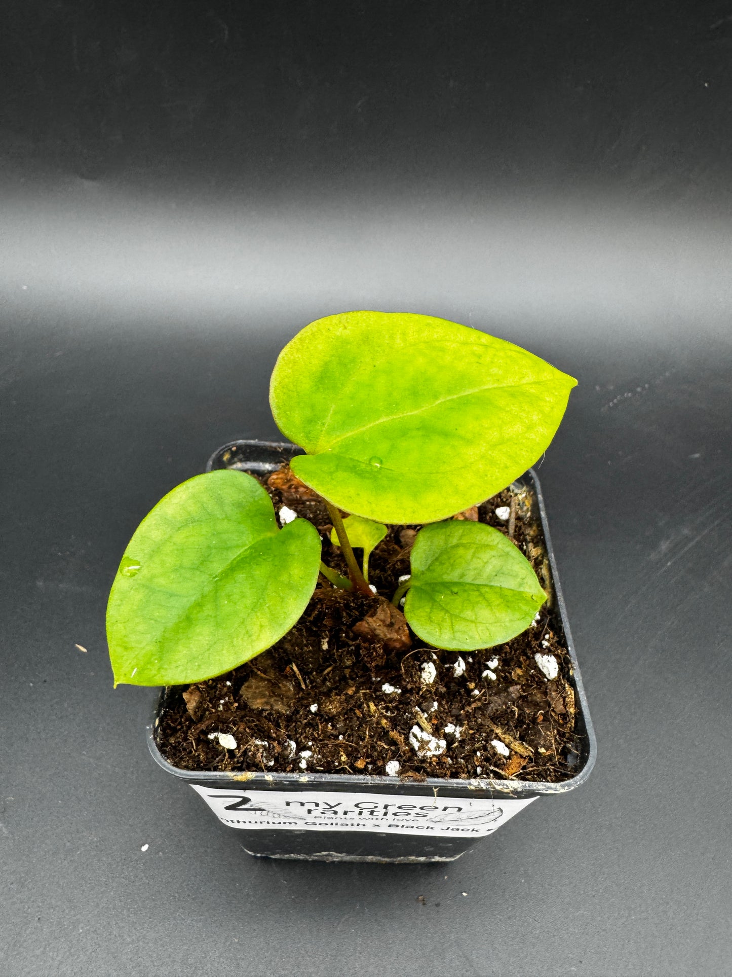 Anthurium Goliath x Black Jack