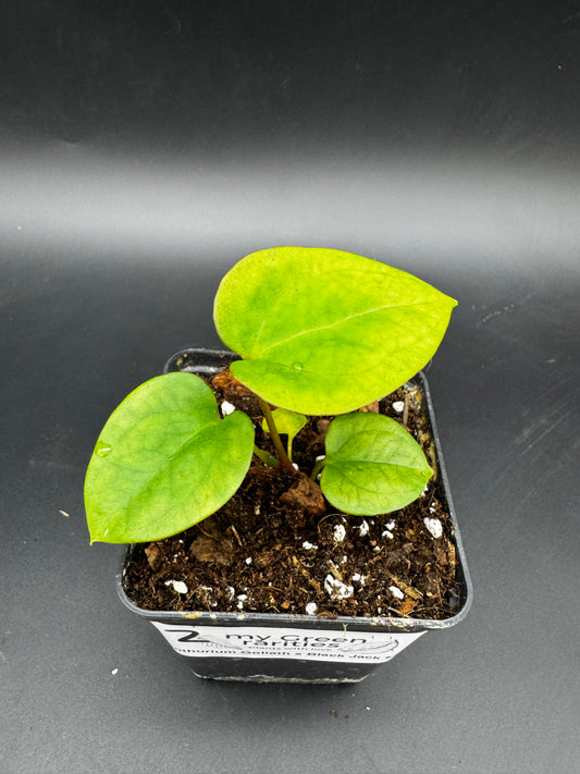 Anthurium Goliath x Black Jack