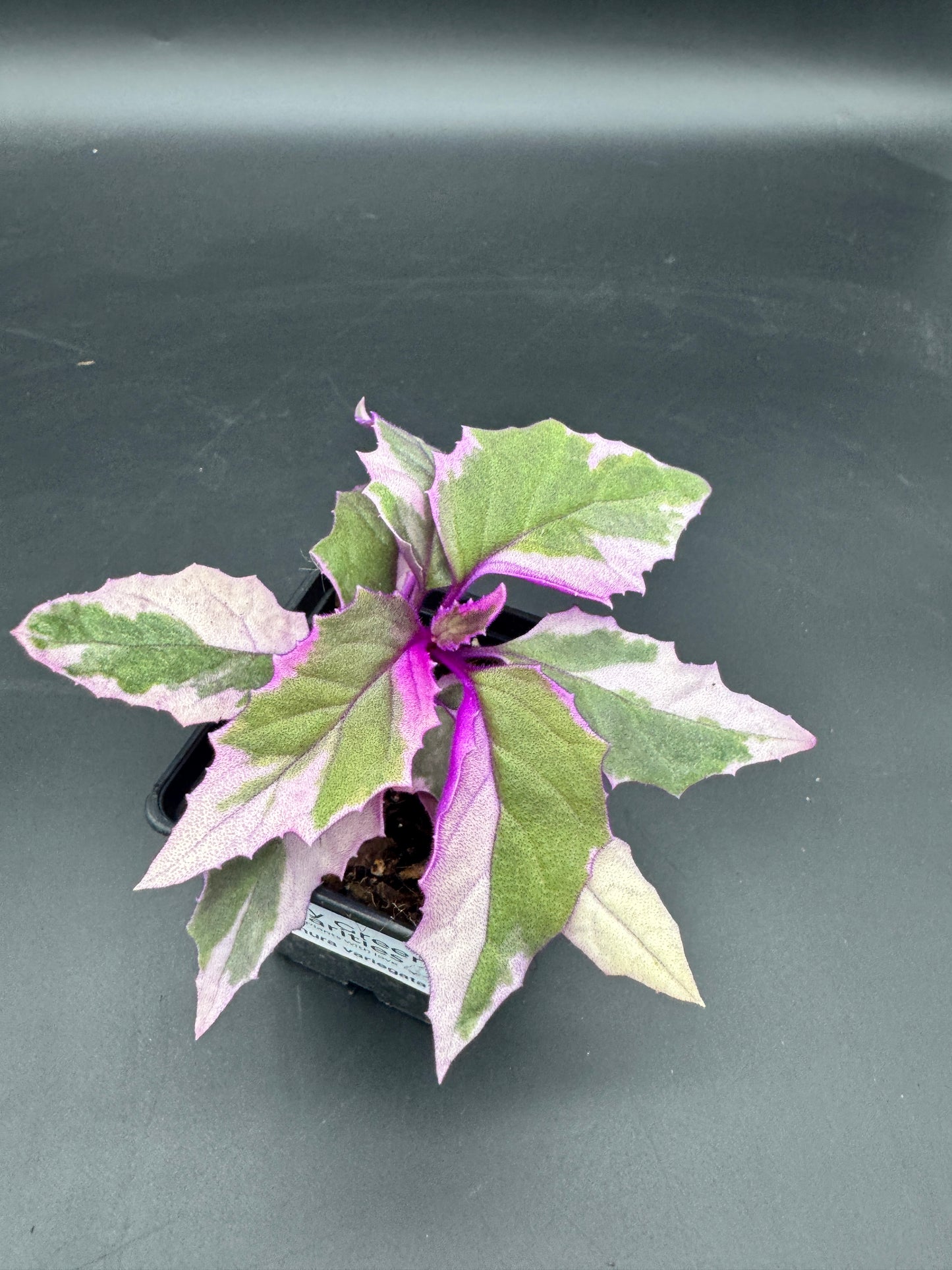 Gynura variegata