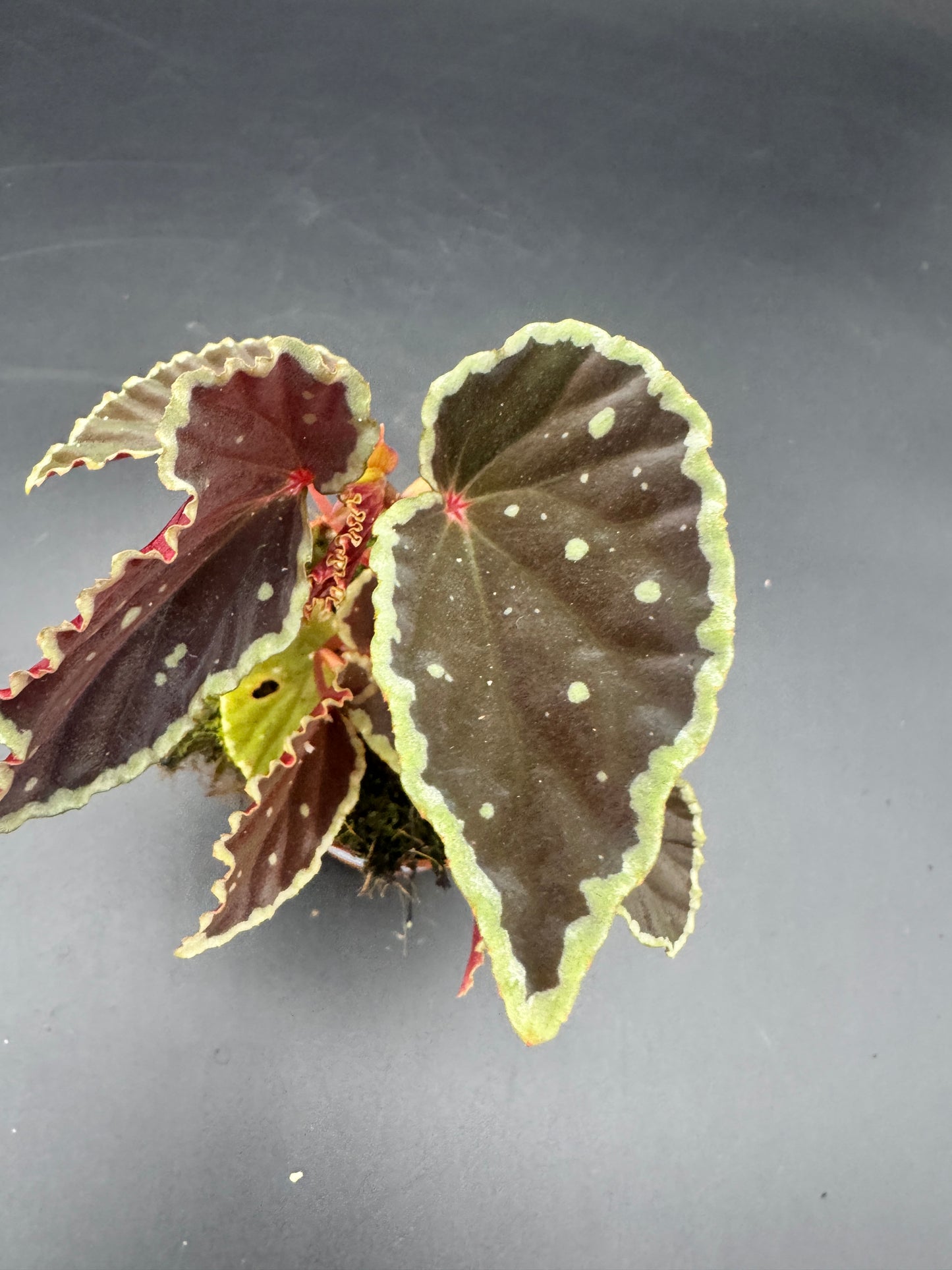 Begonia Darthvaderiana Green Spots