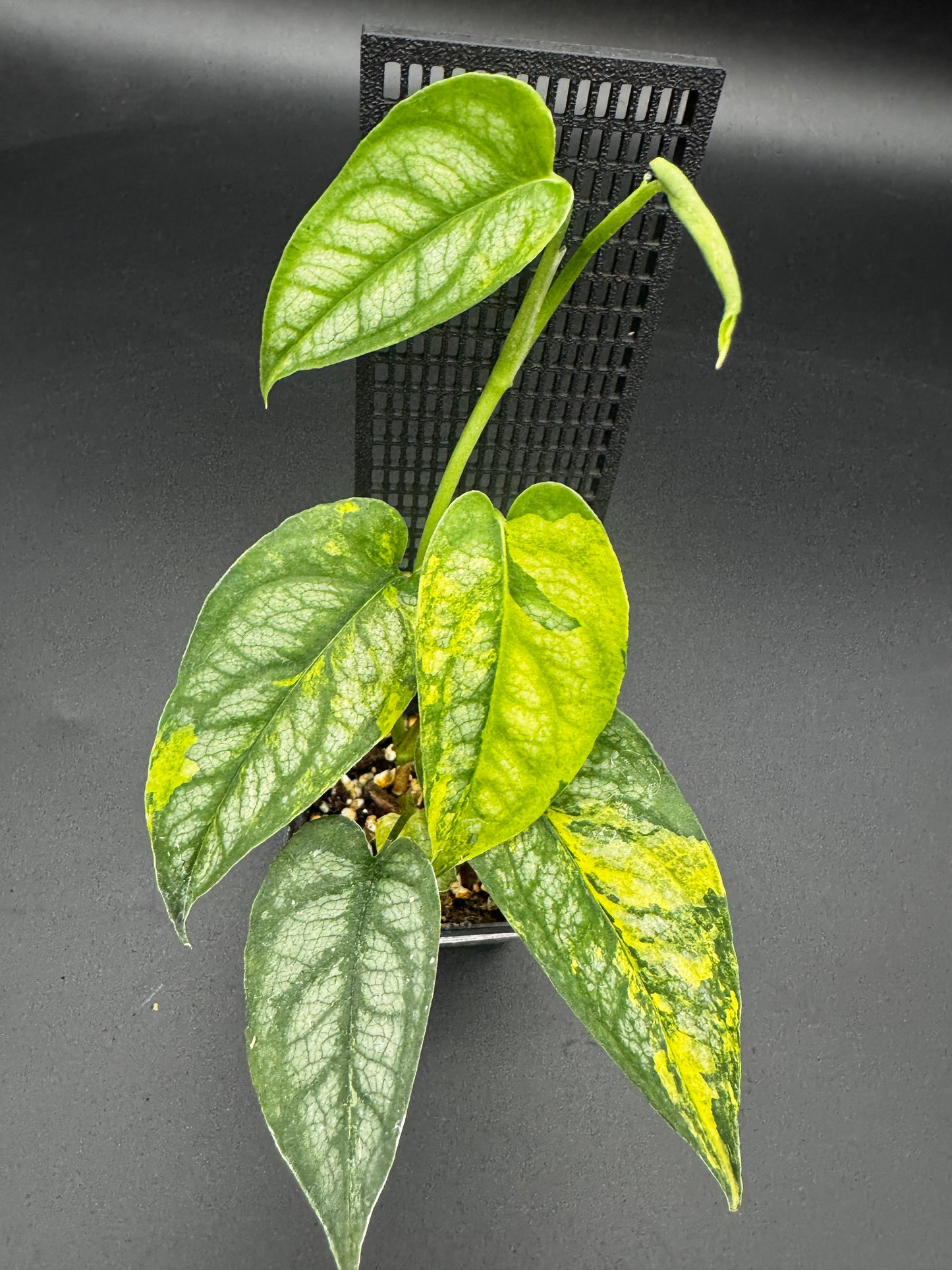 Monstera siltepecana Aurea variegata
