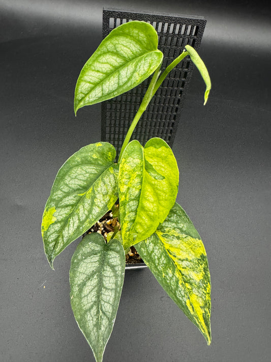 Monstera siltepecana Aurea variegata