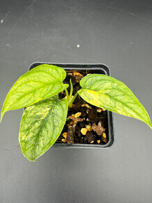 Monstera Siltepecana Aurea