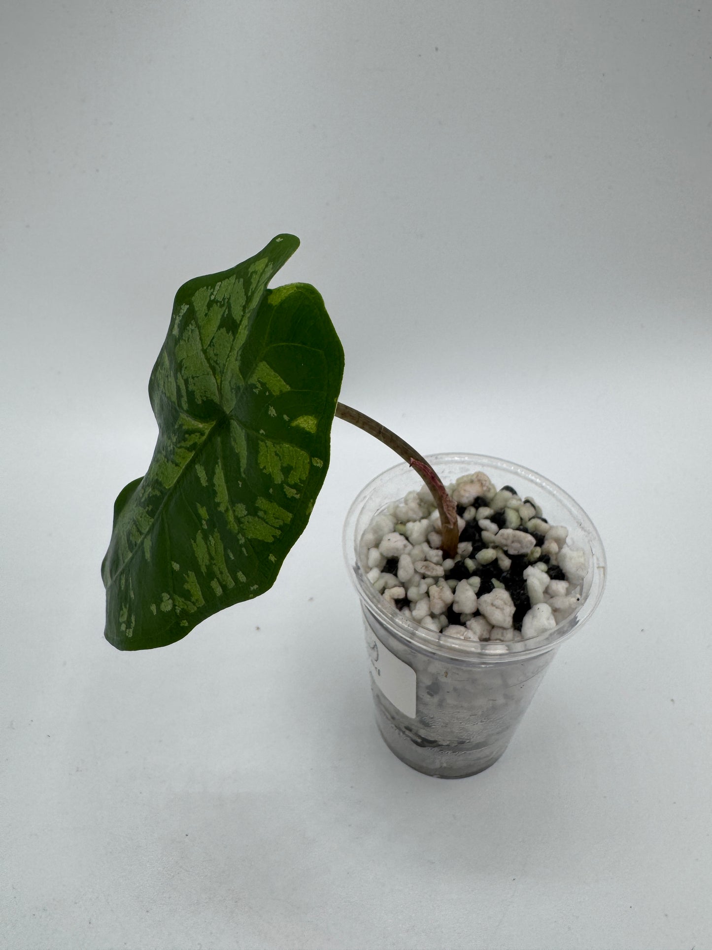 Alocasia Boyceana ‚Shattered Glass‘