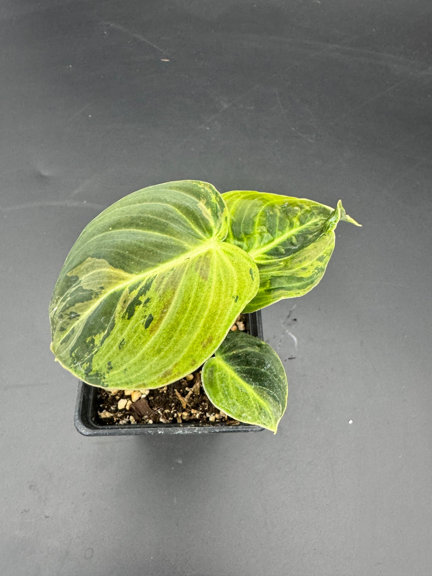 Philodendron melanochrysum variegata