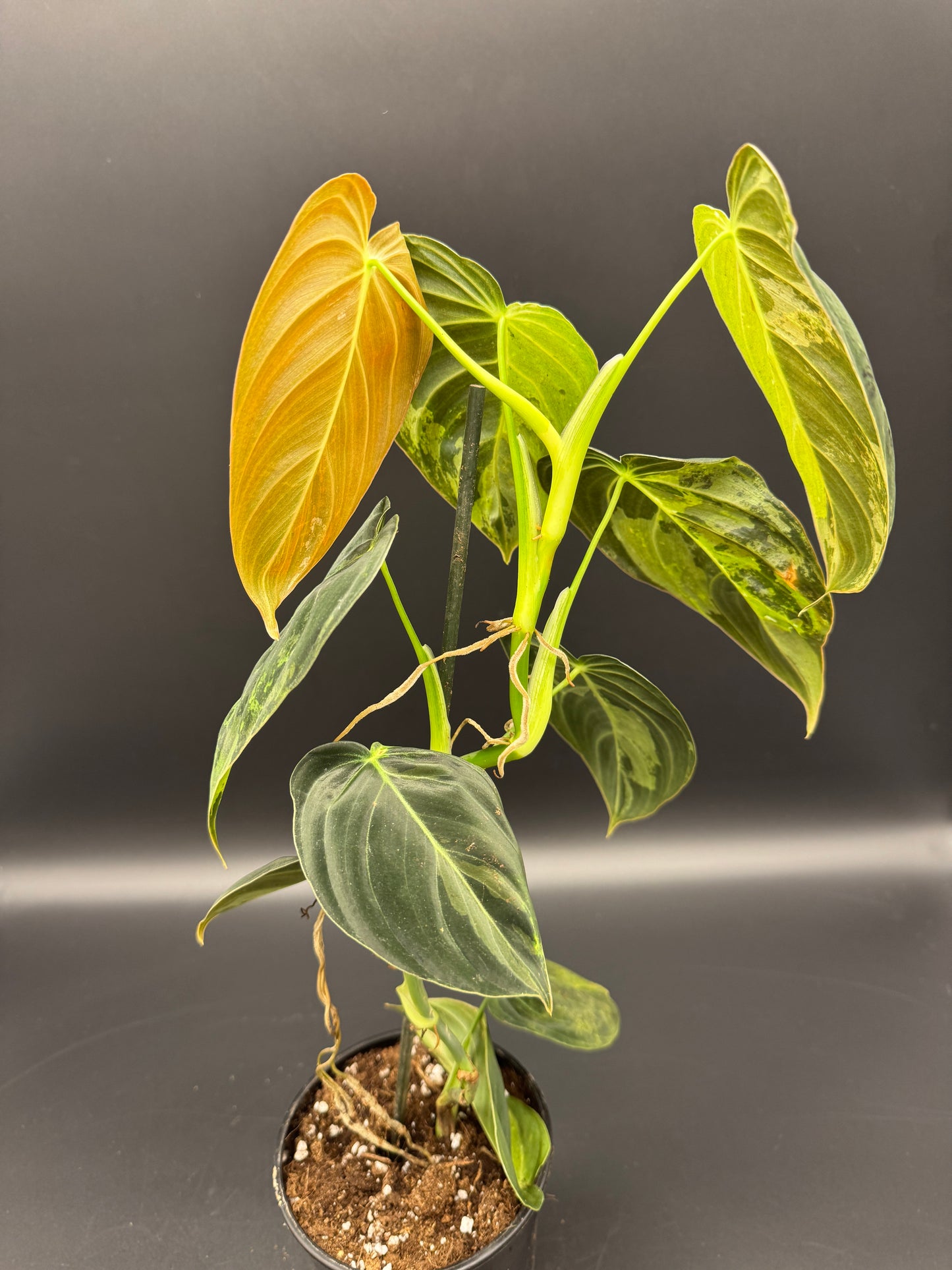 Philodendron melanochrysum variegata