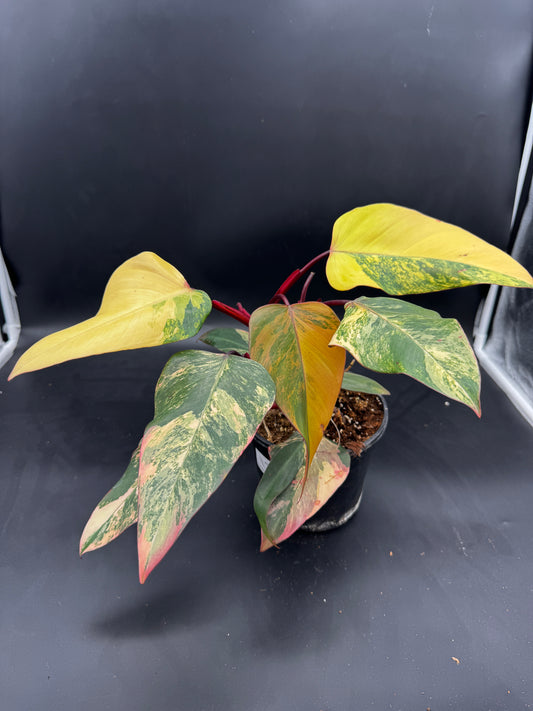 Philodendron Strawberry Shake