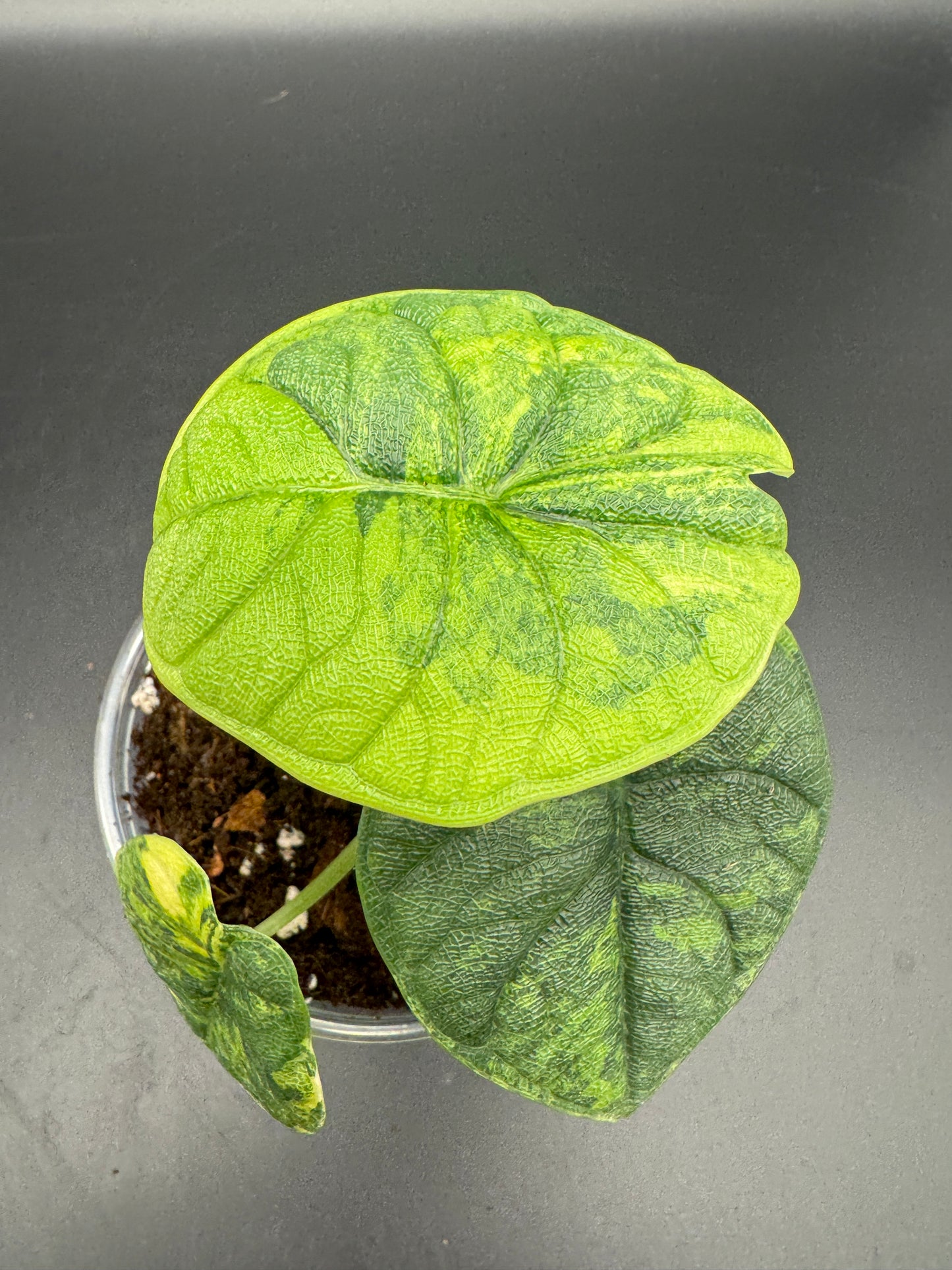 Alocasia melo aurea variegata mit mind. 1-2 Rhizomen