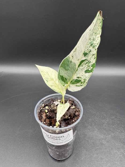 Epipremnum pinnatum Cebu Blue Marble variegata