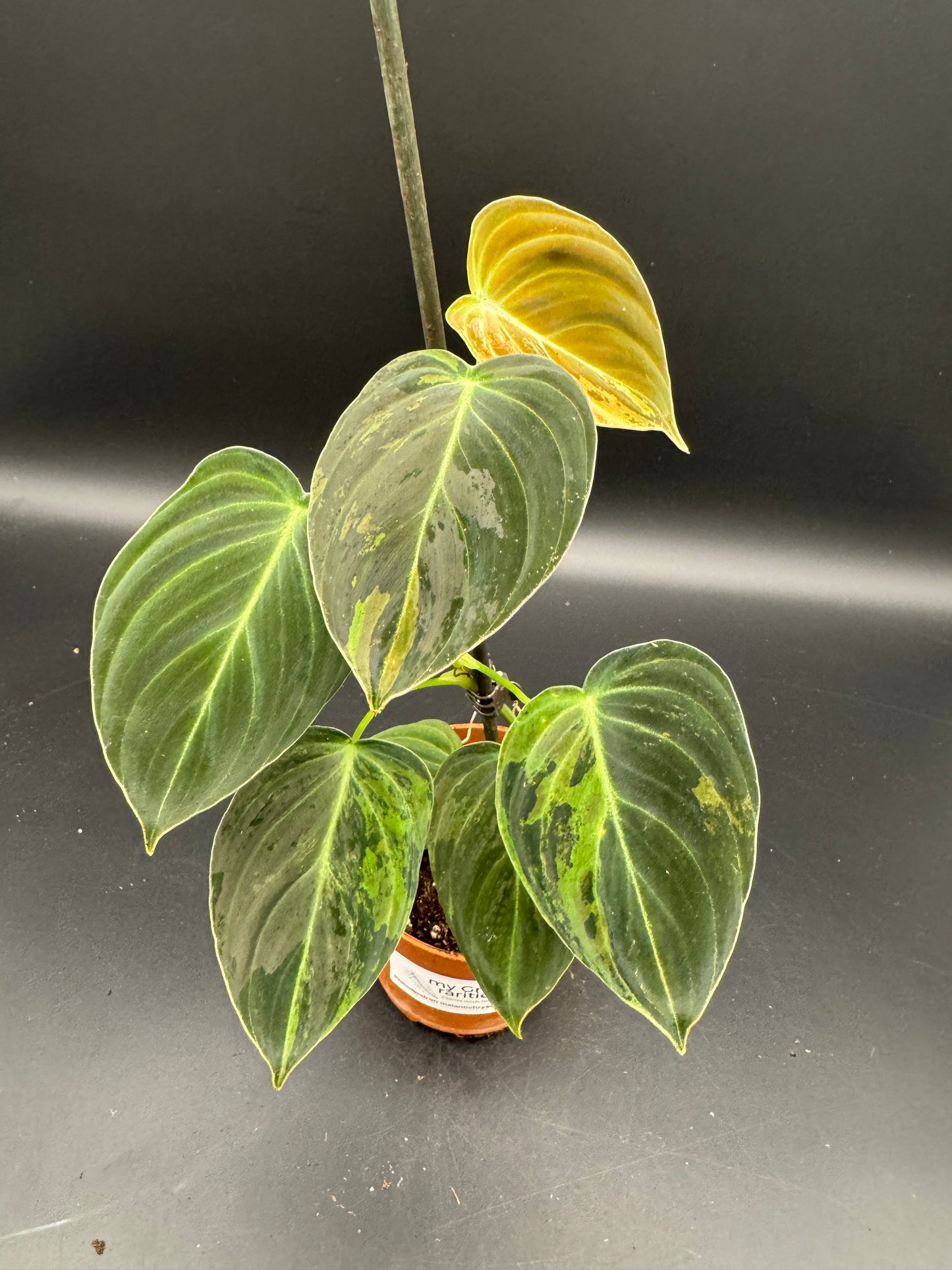 Philodendron melanochrysum variegata