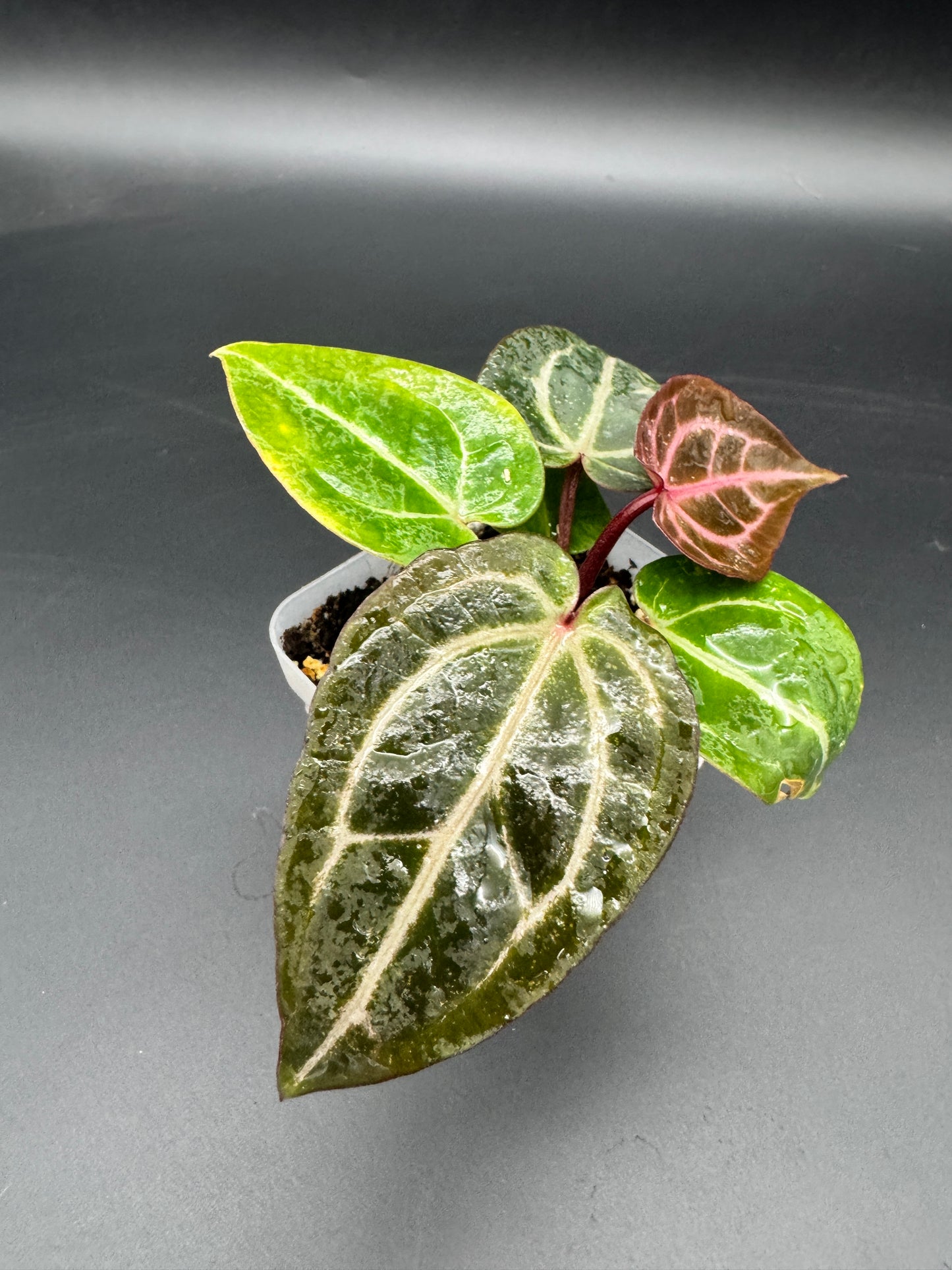 Anthurium Michelle x Michelle