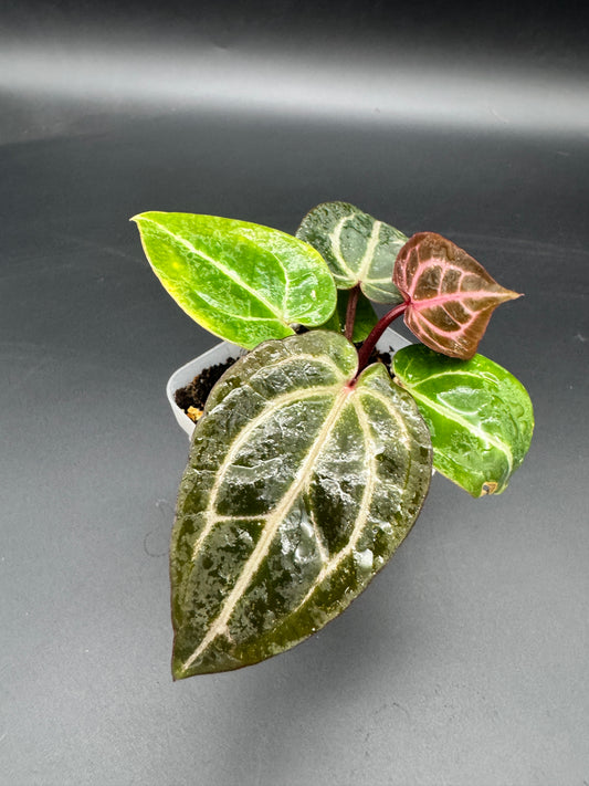 Anthurium Michelle x Michelle