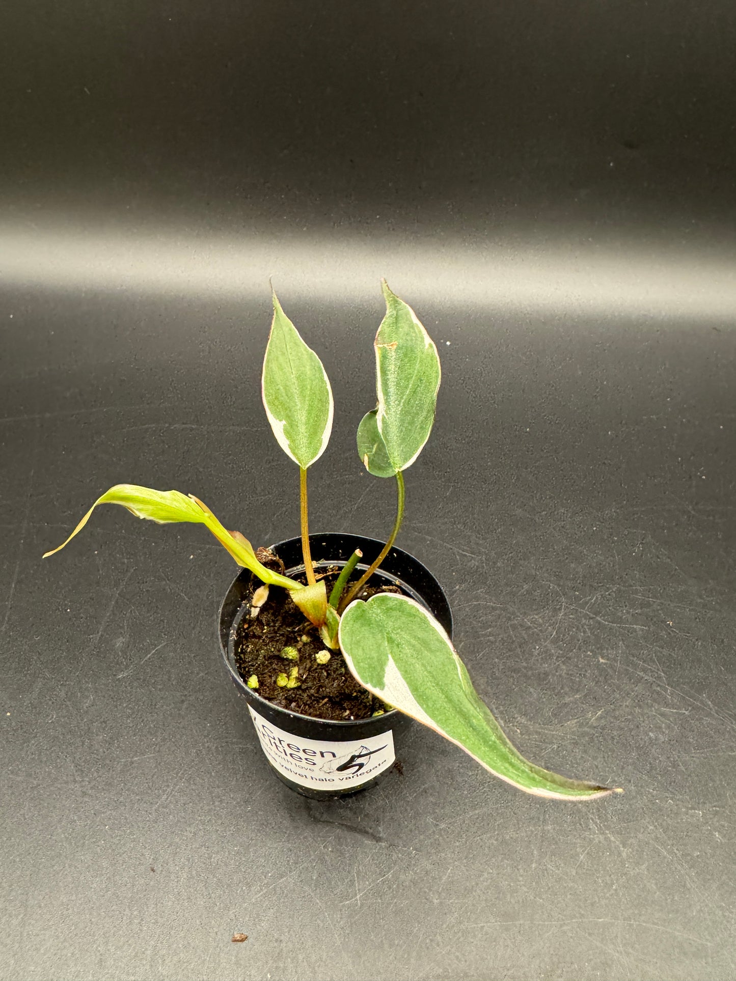Philodendron micans velvet halo variegata